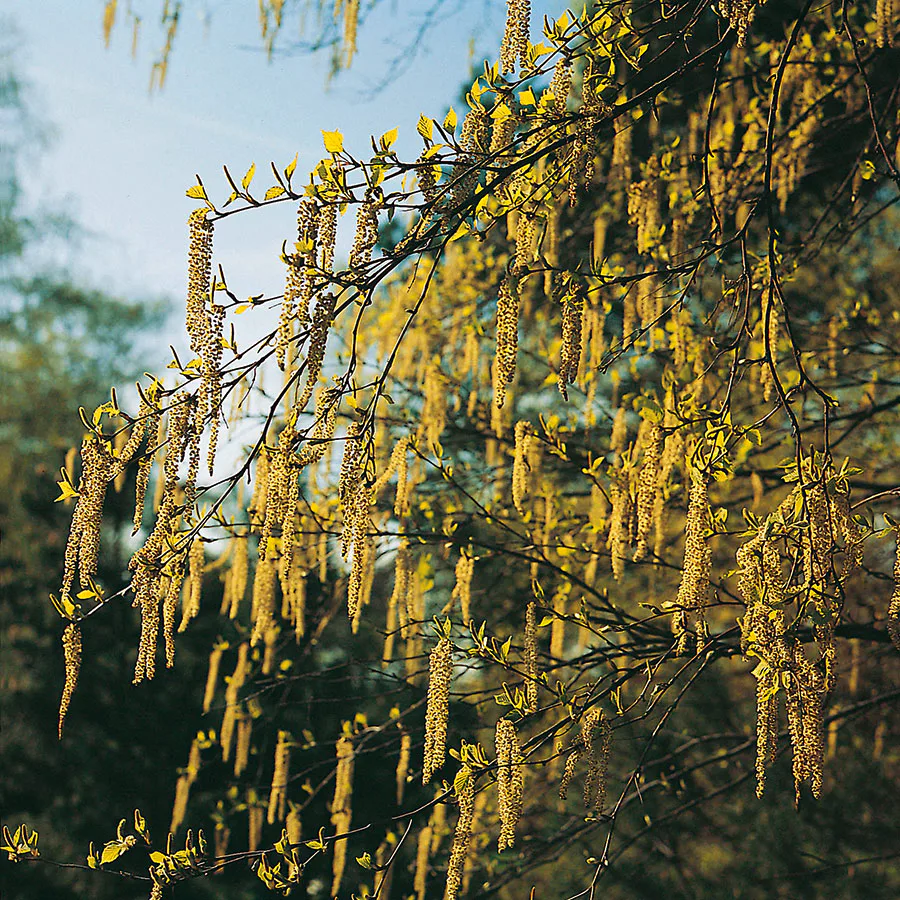 Prydnadsbuske Omnia Garden Hassel