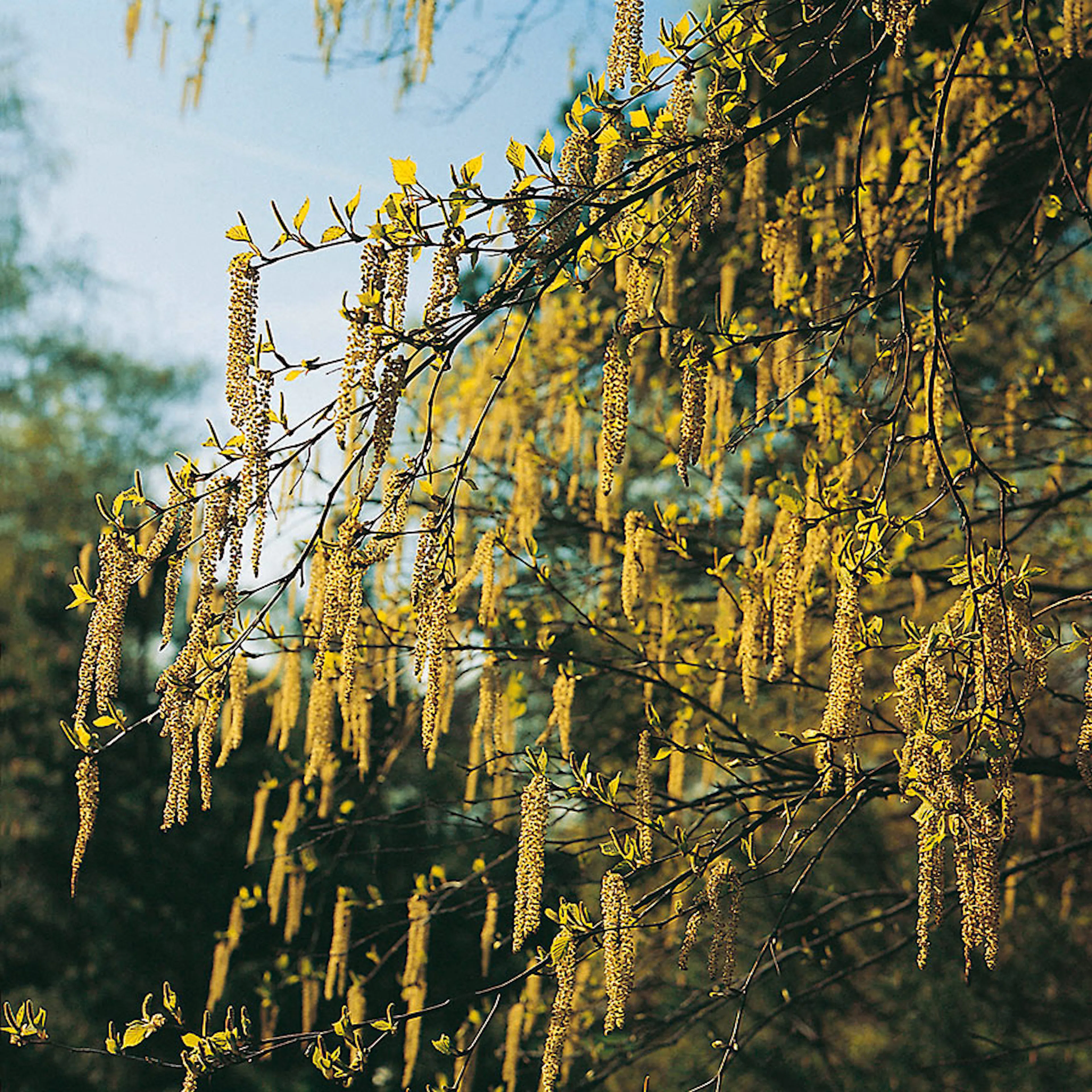 Prydnadsbuske Omnia Garden Hassel