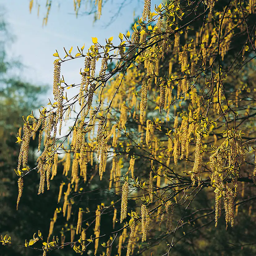 Prydnadsbuske Omnia Garden Hassel
