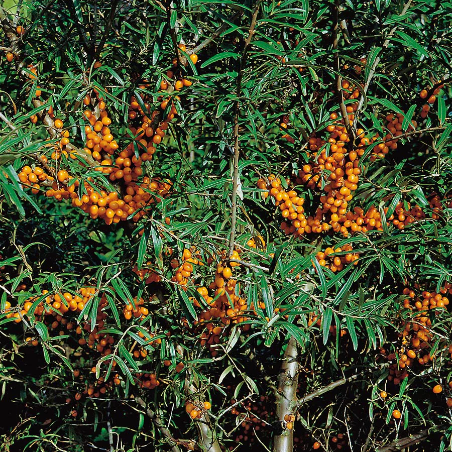 Buske Havtorn Omnia Garden Lotta E Honplanta