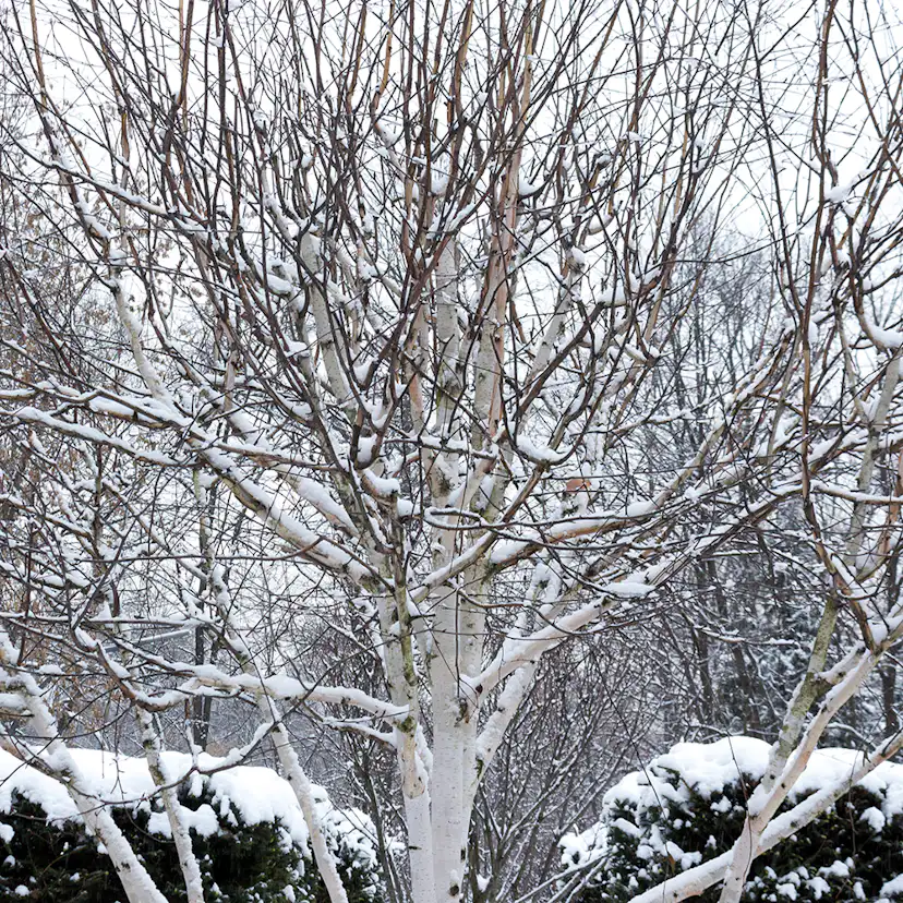 Prydnadsträd Omnia Garden Himalajabjörk, Gröna Lövverk & Gul Blomning, 150-200 cm