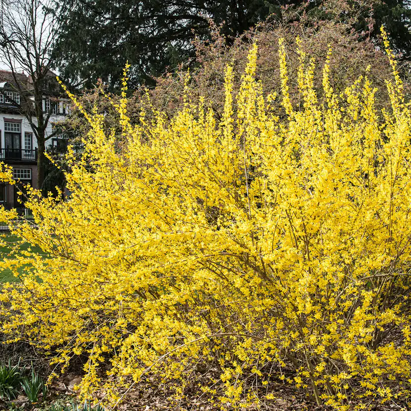 Prydnadsbuske Omnia Garden Prydnadsbuske Hybridforsythia 125-150cm