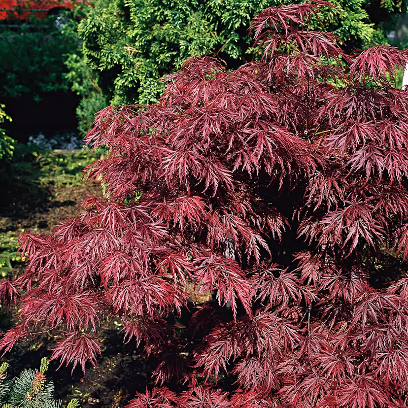 Prydnadsbuske Omnia Garden Japansk Blodfliklönn