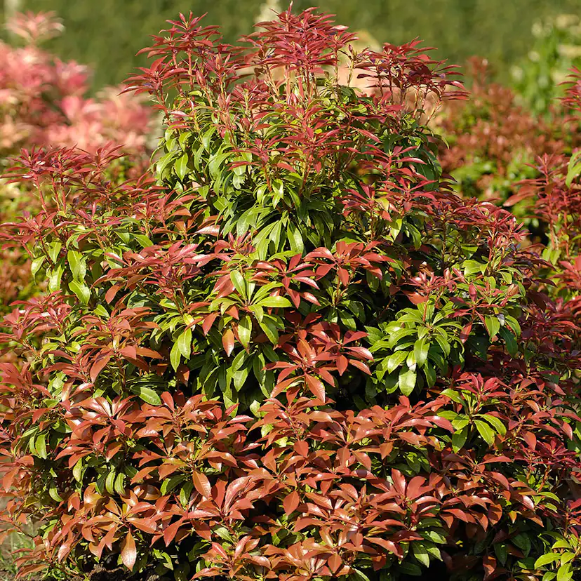 Prydnadsbuske Omnia Garden Japansk Buskrosling