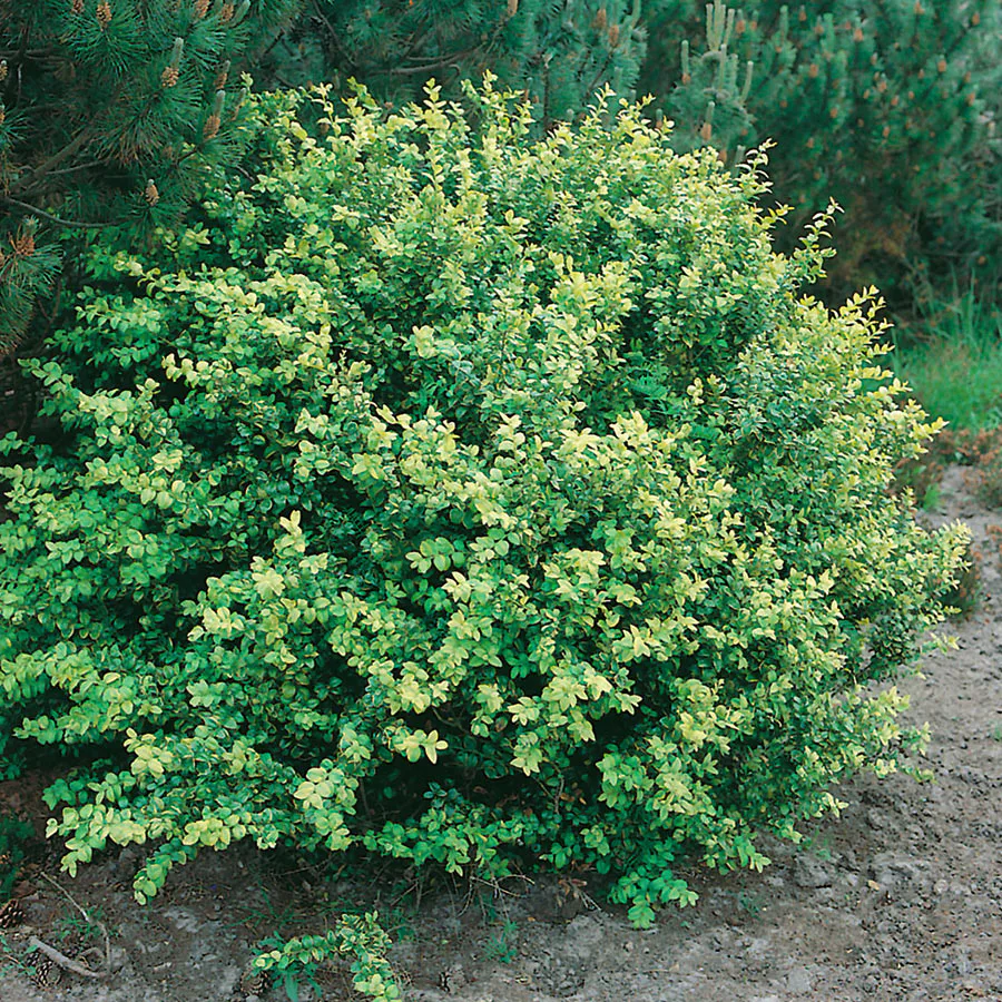 Prydnadsbuske Omnia Garden Japansk Järnek Convexa