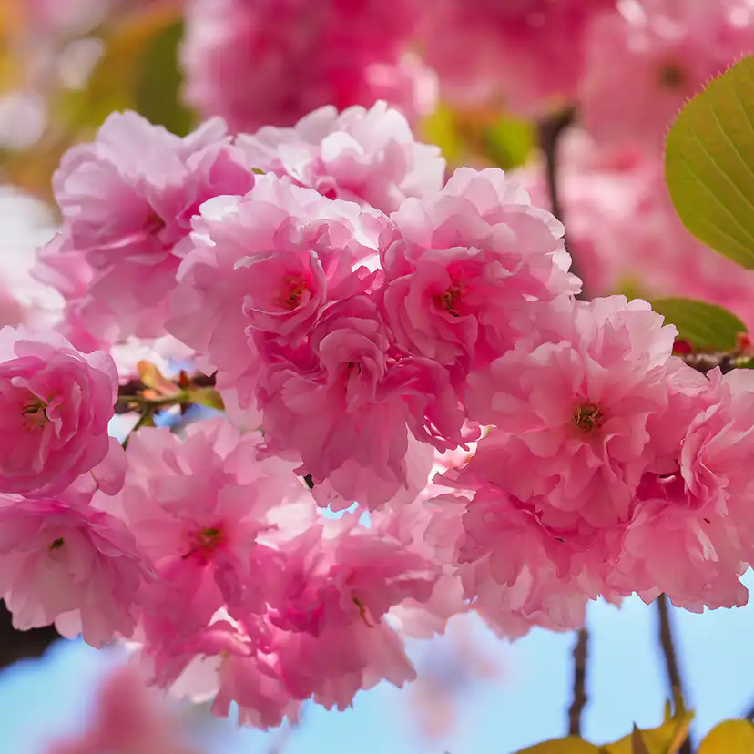 Körsbärsträd Omnia Garden Japanskt Prunus Kanzan 100-120 cm