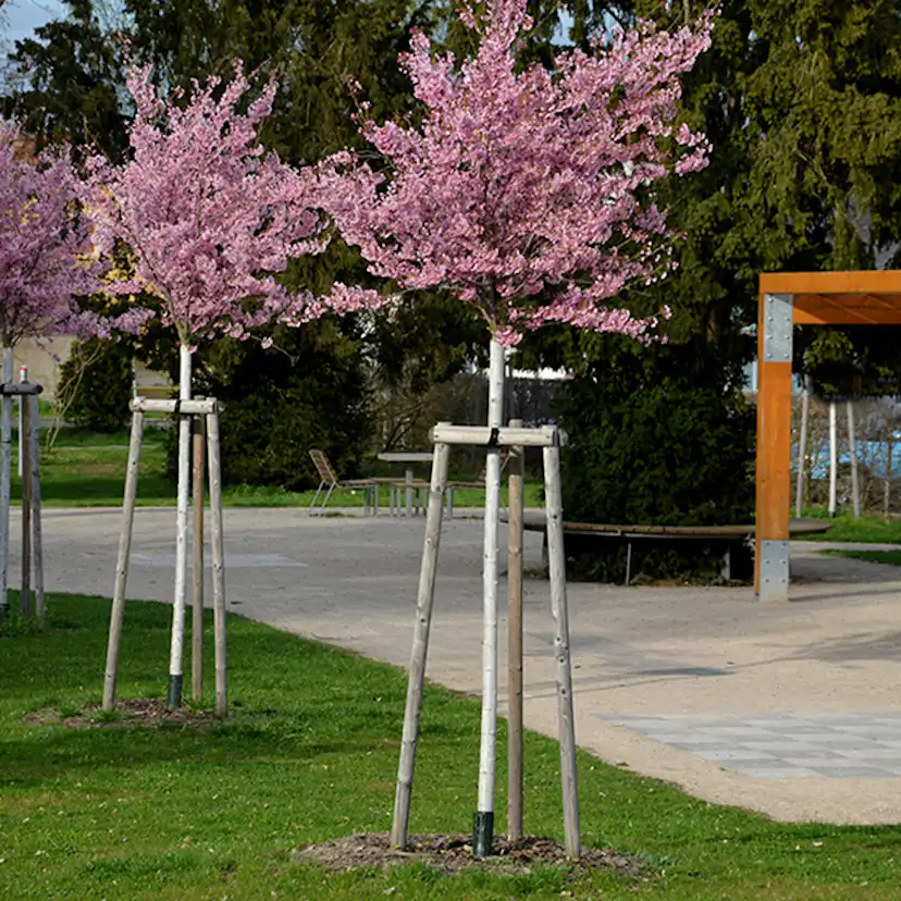 Körsbärsträd Omnia Garden Japanskt Prunus Kanzan 100-120 cm