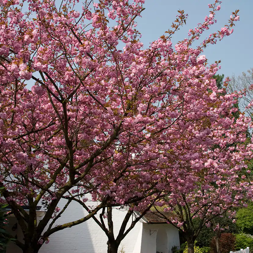 Körsbärsträd Omnia Garden Japanskt Prunus Kanzan 100-120 cm