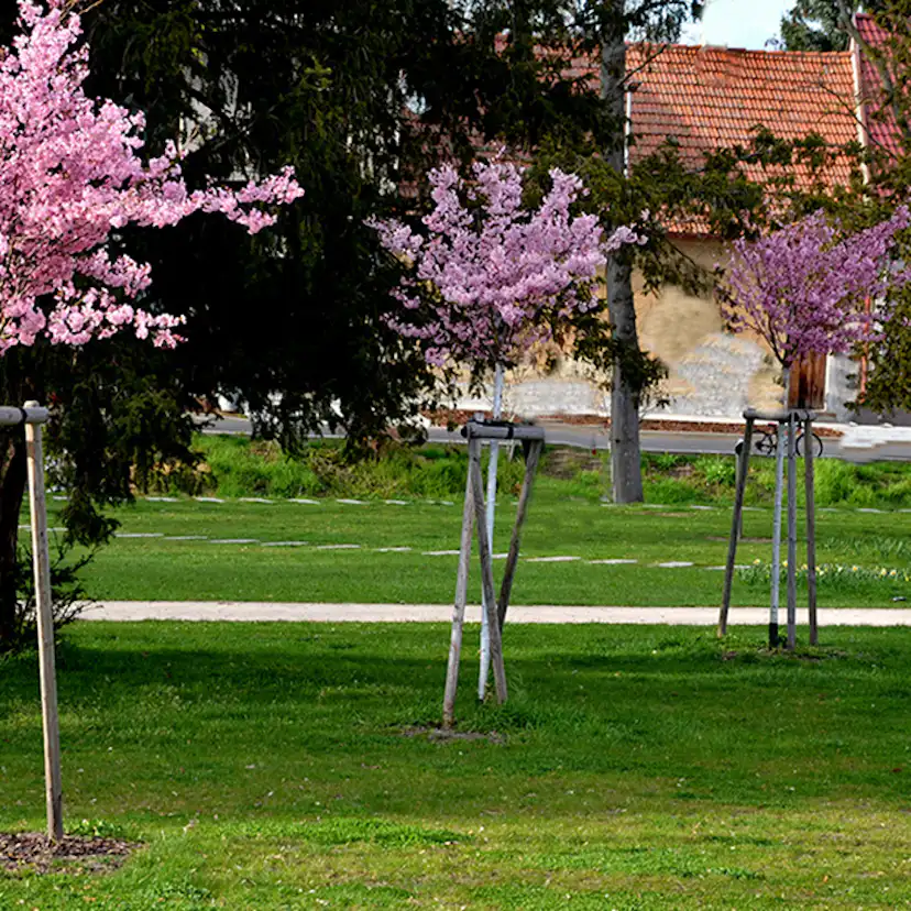 Körsbärsträd Omnia Garden Japanskt Prunus Kanzan 100-120 cm
