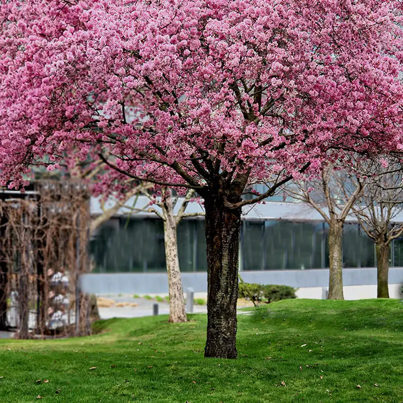 Körsbärsträd Omnia Garden Japanskt Prunus Kanzan 100-120 cm