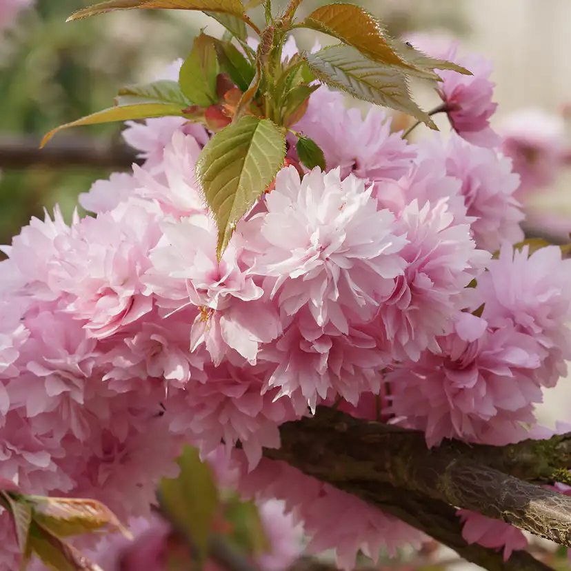 Prydnadsträd Japanskt körsbär Omnia Garden Prunus Kiku-Shidare-Zakura 100-120 cm