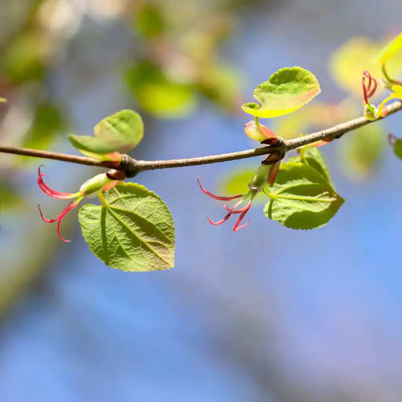 Prydnadsbuske Omnia Garden Katsura- Brödträd med Hjärtformade Blad 125-150cm