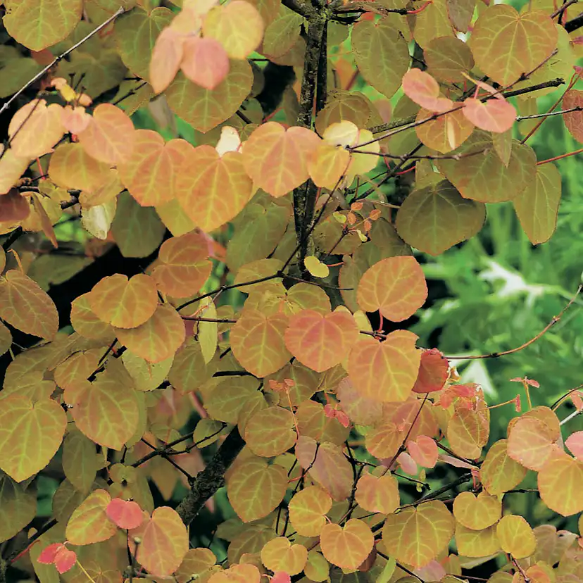 Prydnadsbuske Omnia Garden Katsura- Brödträd med Hjärtformade Blad 125-150cm