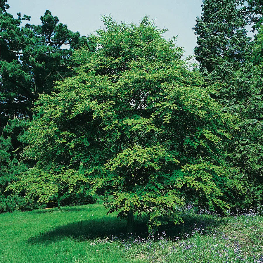 Prydnadsbuske Omnia Garden Katsura