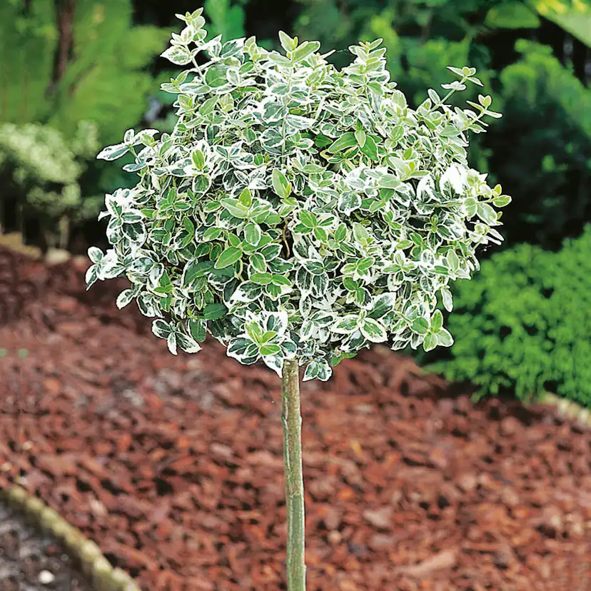 Prydnadsträd Klätterbenved Vitbrok Omnia Garden 80-90 cm
