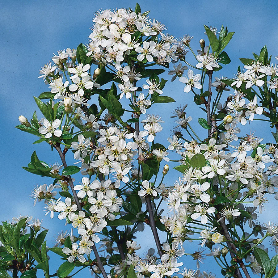 Prydnadsträd Omnia Garden Prydnadsträd Klotkörsbär 100-120 cm