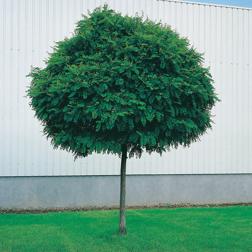 Prydnadsträd Omnia Garden Klotrobinia Umbraculifera 100-120 cm