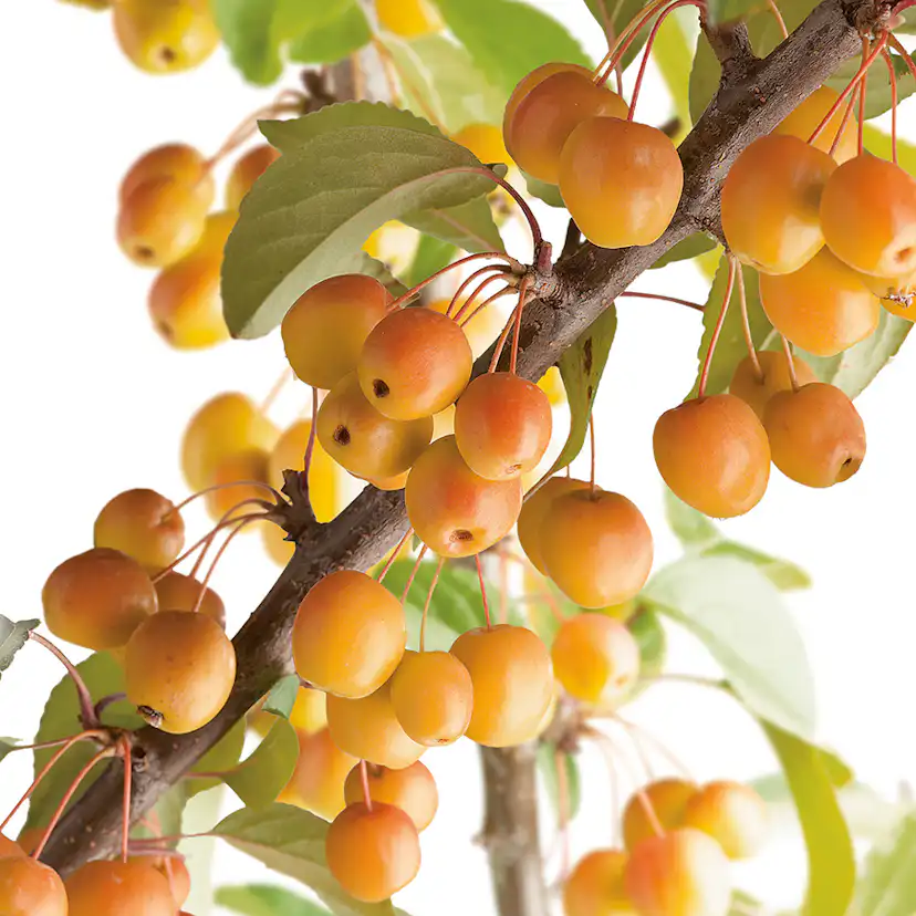 Prydnadsträd Korallapel Omnia Garden 90-110 cm