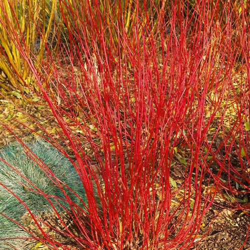 Buske Omnia Garden Korallkornell 50-80 cm