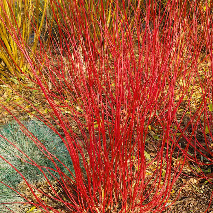 Buske Omnia Garden Korallkornell 50-80 cm