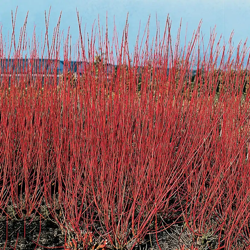 Prydnadsbuske Omnia Garden Korallkornell