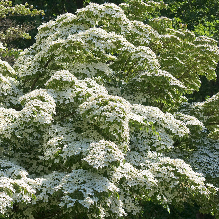 Prydnadsbuske Omnia Garden Koreansk Blomsterkornell
