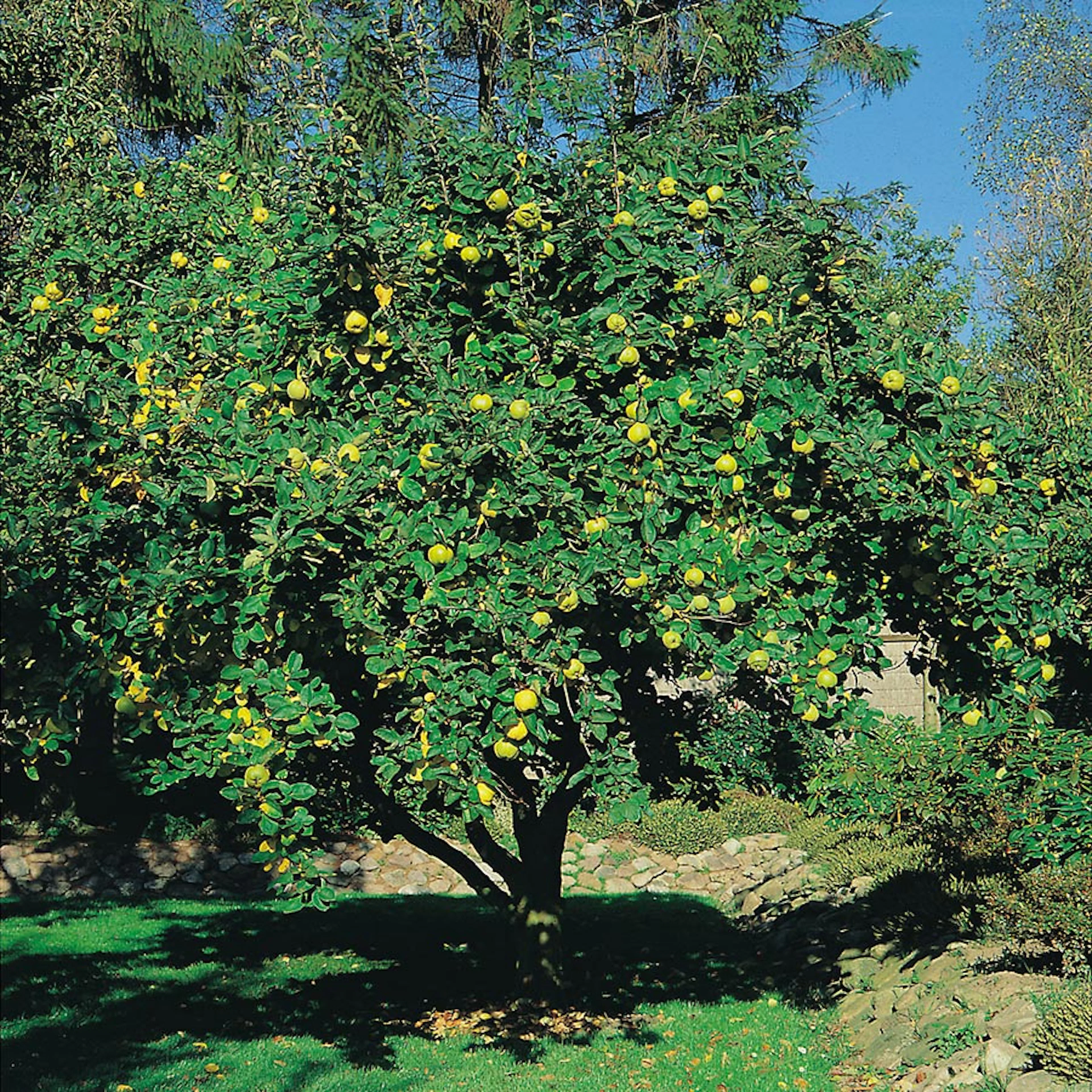 Prydnadsträd Kvitten Vranja Omnia Garden 100-120 cm