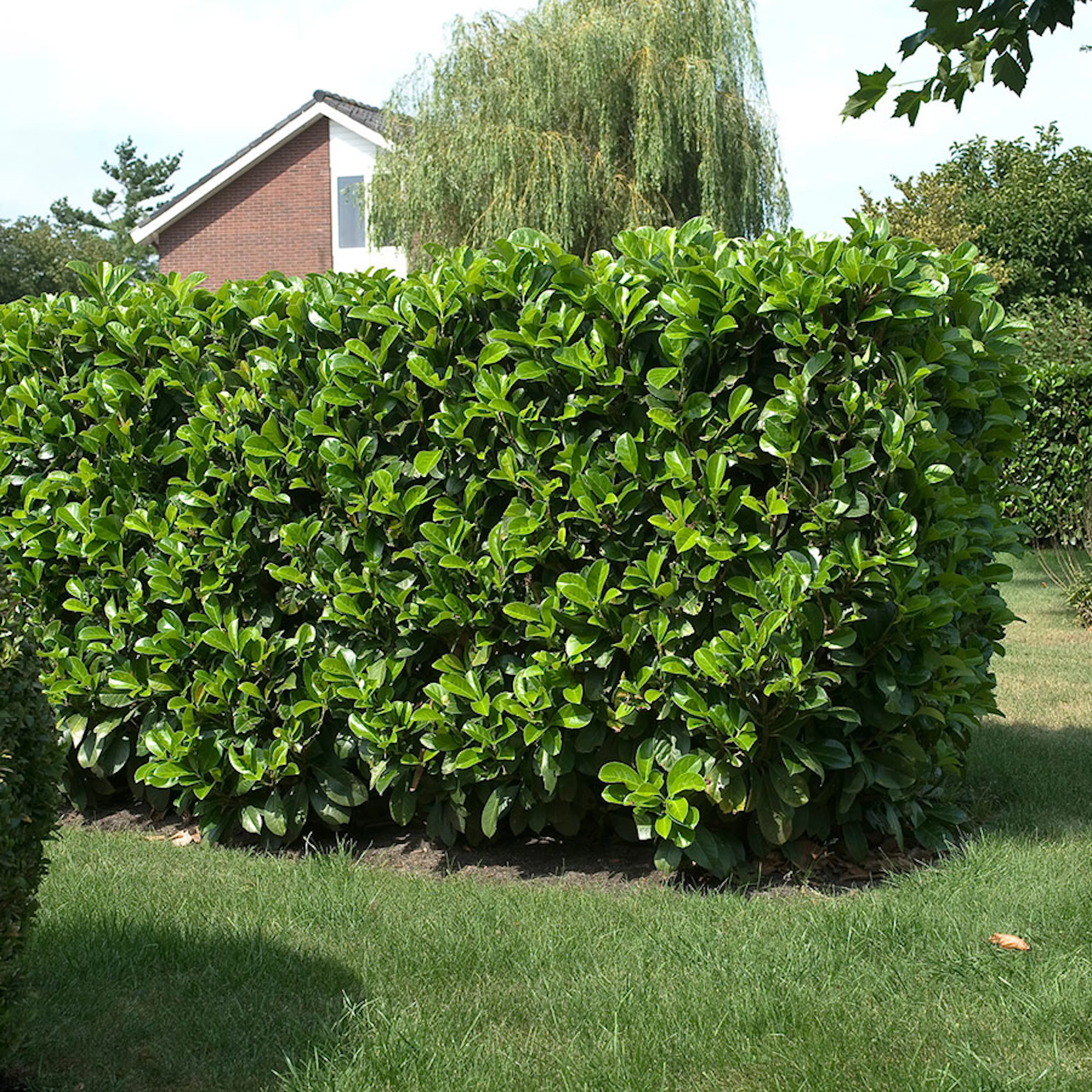 Prydnadsbuske Lagerhägg Omnia Garden Prunus laurocerasus Etna (Anbri)