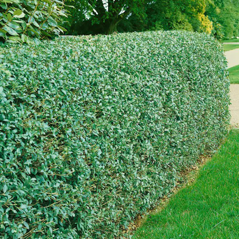 Häck Omnia Garden Liguster 40-60 cm