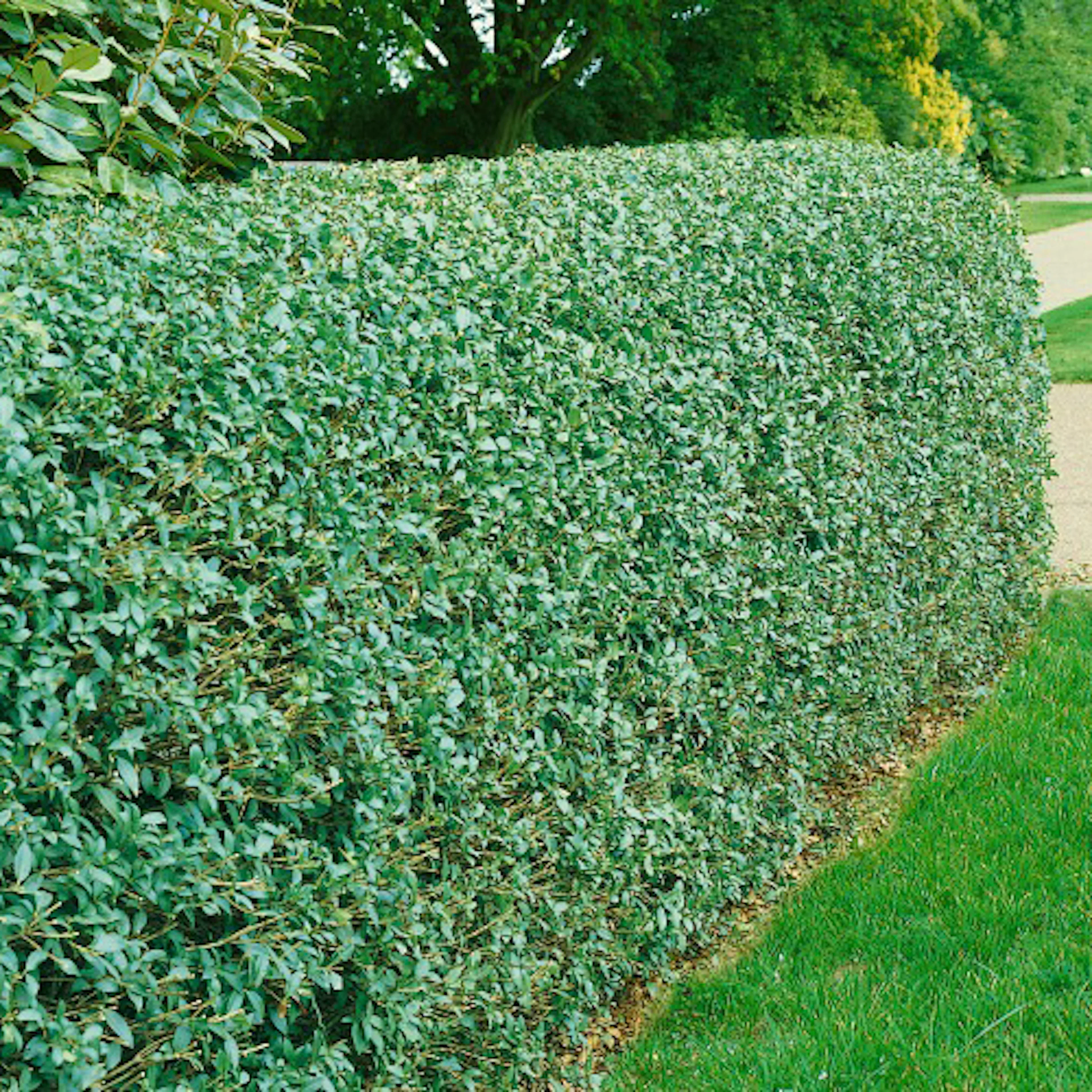 Häck Omnia Garden Liguster 40-60 cm