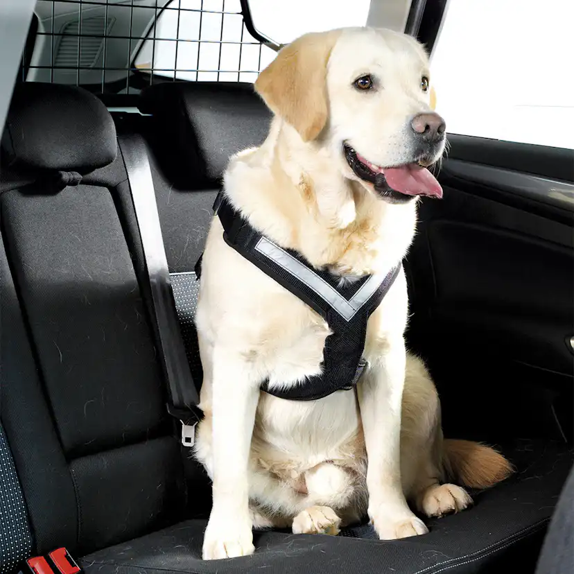 Hundsele MIM AllSafe XL