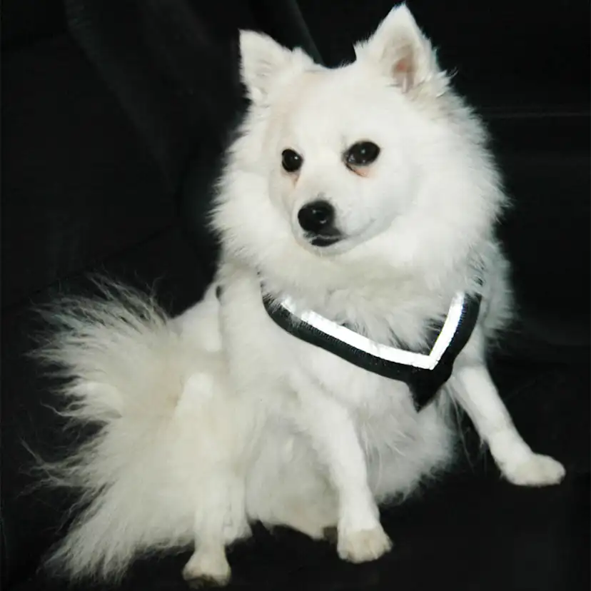 Hundsele MIM AllSafe S