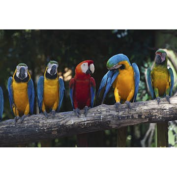Tapet Dimex Colourful Macaw