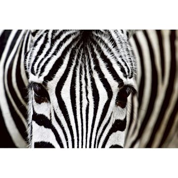 Tapet Dimex Zebra