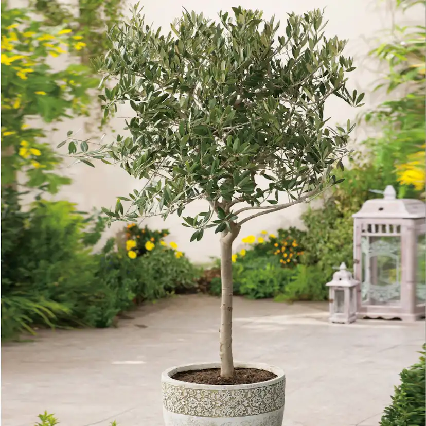 Olivträd Omnia Garden