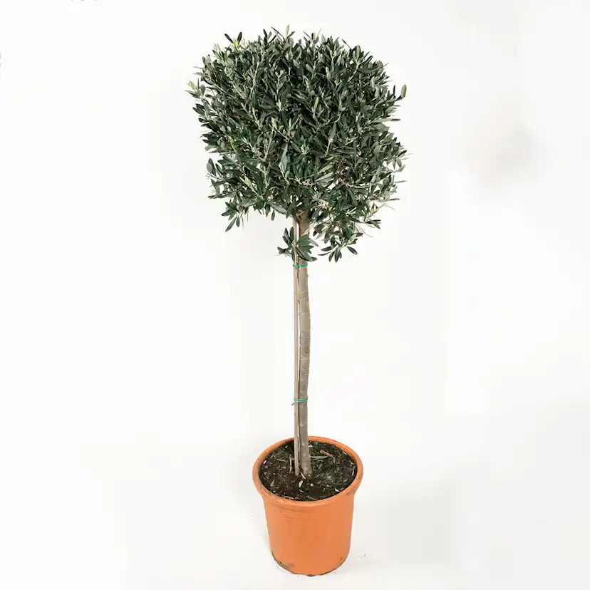 Olivträd Omnia Garden