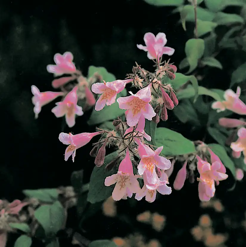 Paradisbuske Omnia Garden Solitär Prydnadsbuske Rosa Blomning 125-150 cm