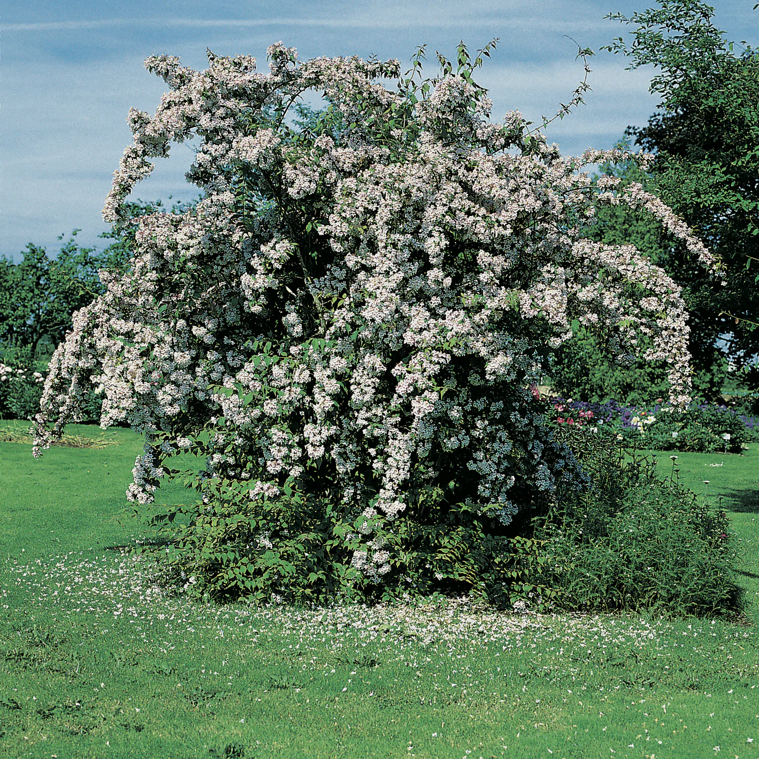 Paradisbuske Omnia Garden Solitär Prydnadsbuske Rosa Blomning 125-150 cm