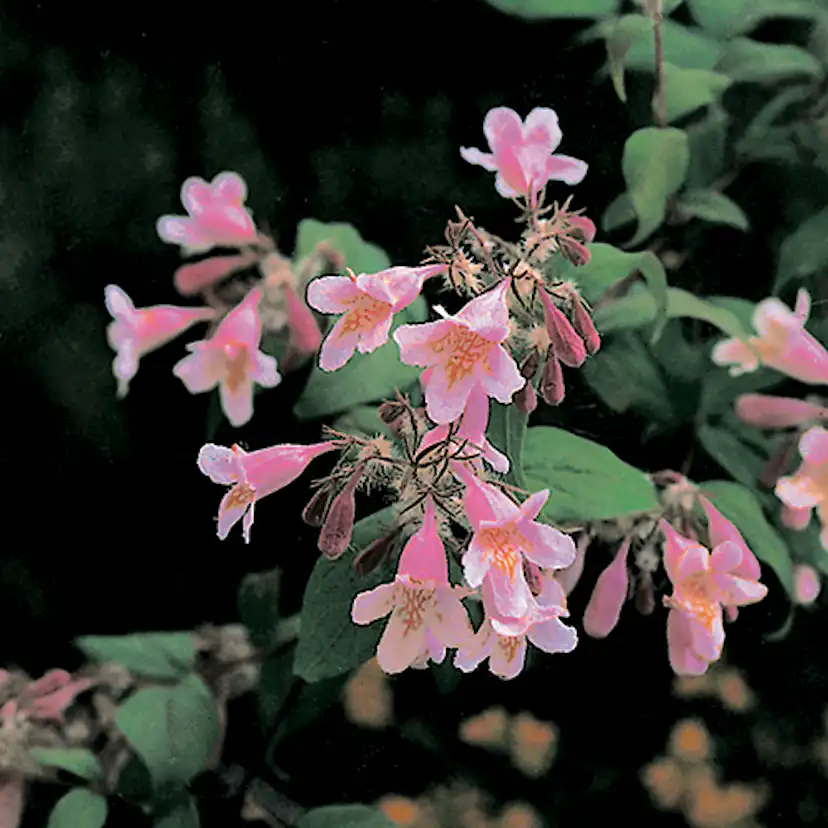 Prydnadsbuske Omnia Garden Paradisbuske