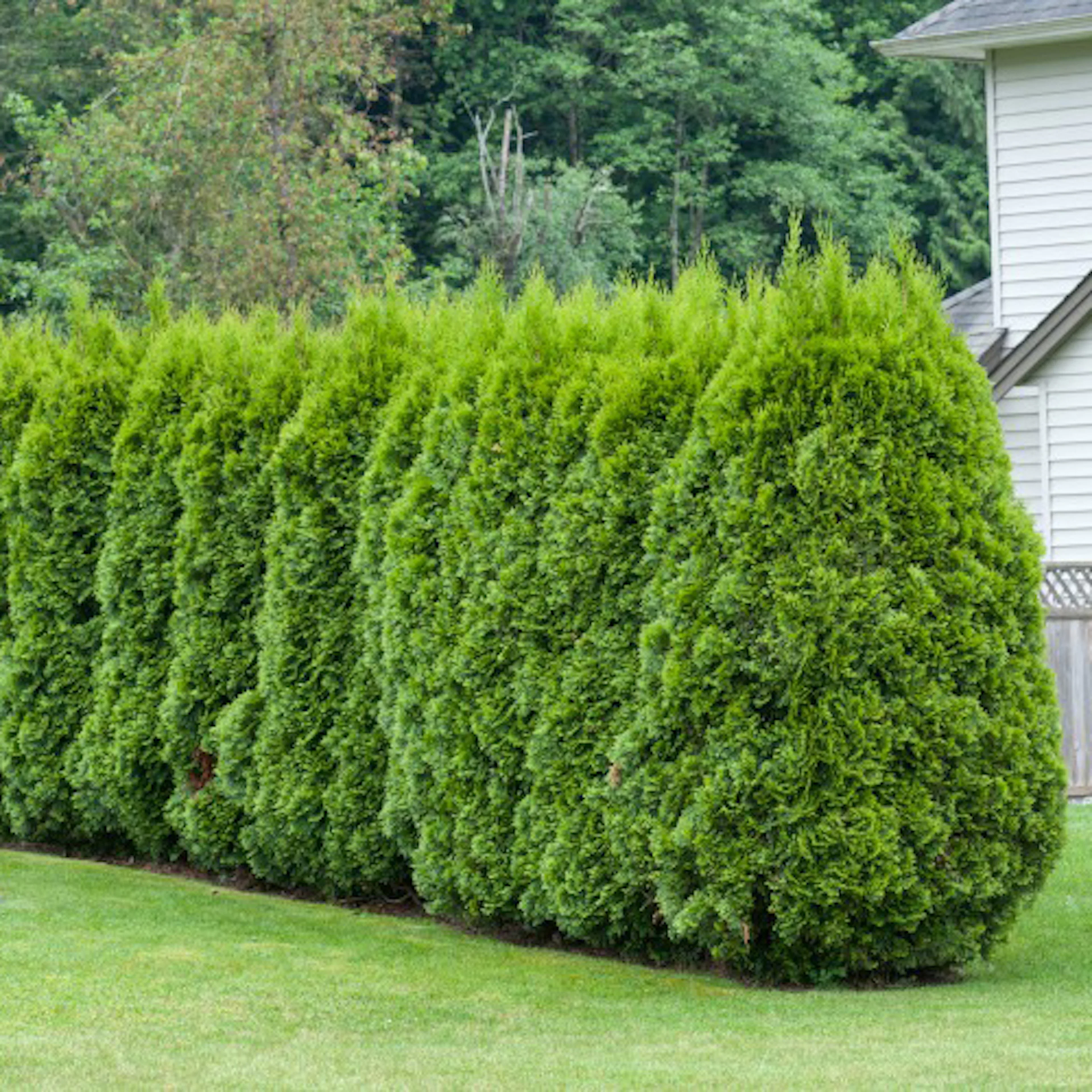 Planta Pelar/Häcktuja Omnia Garden 80-100 cm