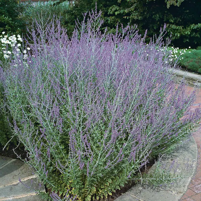 Prydnadsbuske Omnia Garden Perovskia