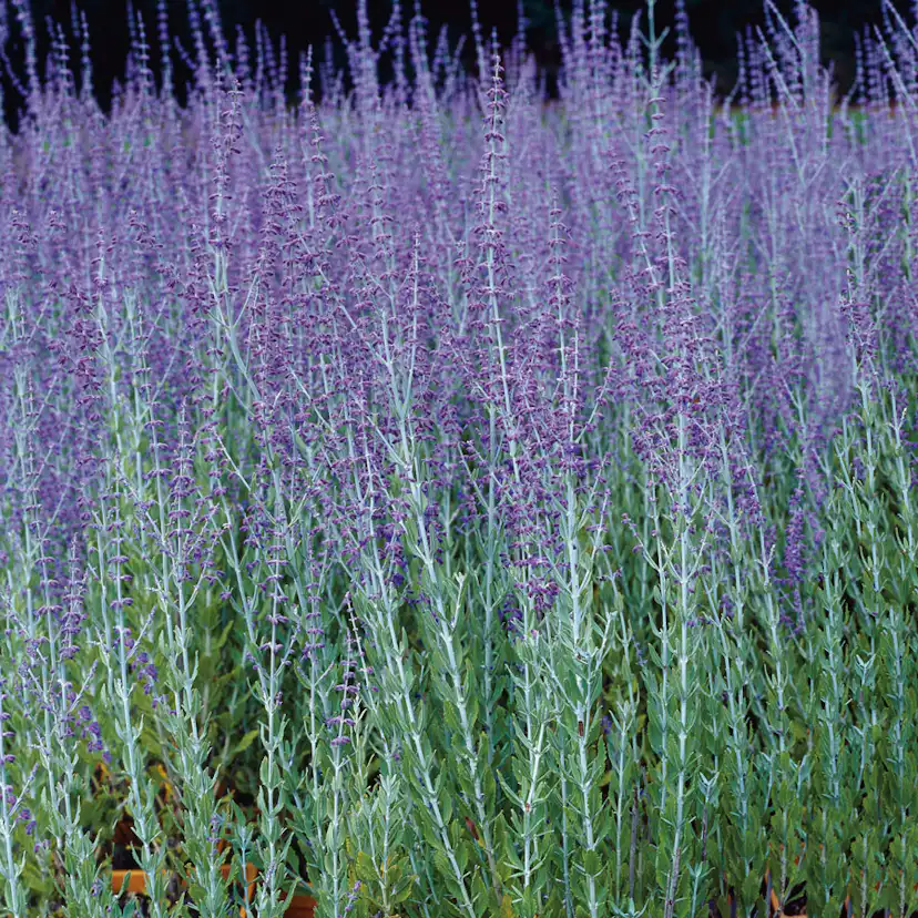 Prydnadsbuske Omnia Garden Perovskia