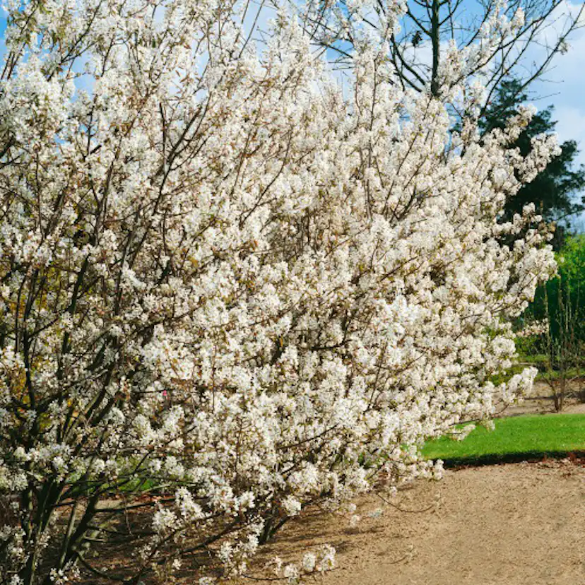 Buske Omnia Garden Prakthäggmispel 50-80 cm