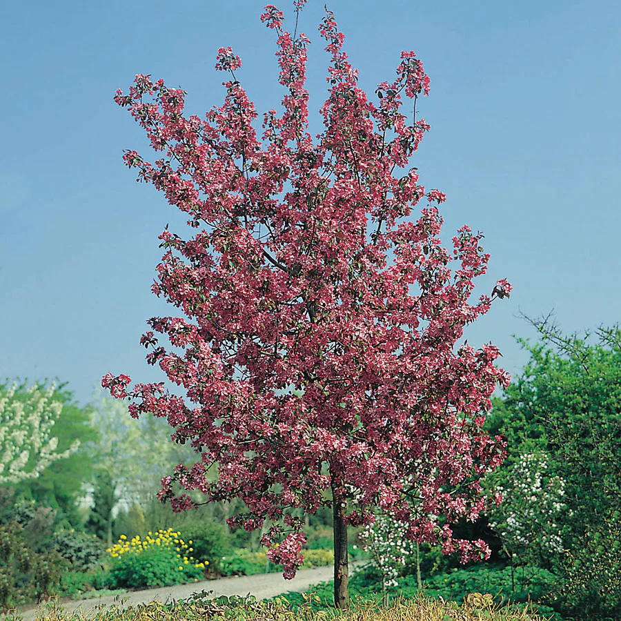 Prydnadsträd Apel Omnia Garden Rudolf, Solälskande & Väldränerad, 90-110 cm