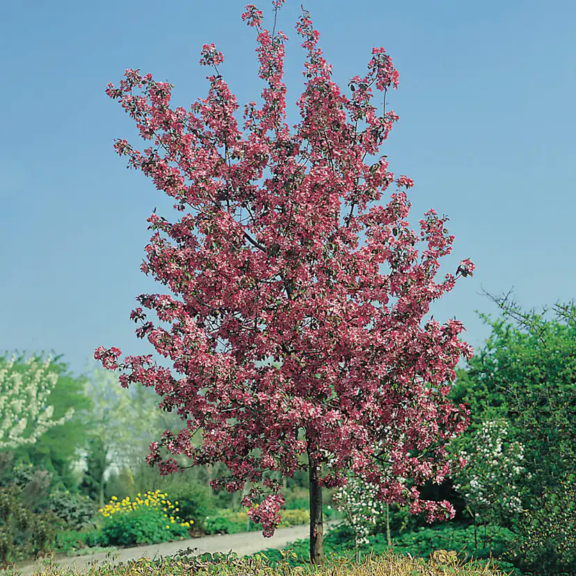 Prydnadsträd Apel Omnia Garden Rudolf, Solälskande & Väldränerad, 90-110 cm