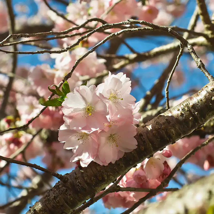 Prydnadskörsbär Omnia Garden Accolade, Rosa Blomning, 100-120 cm