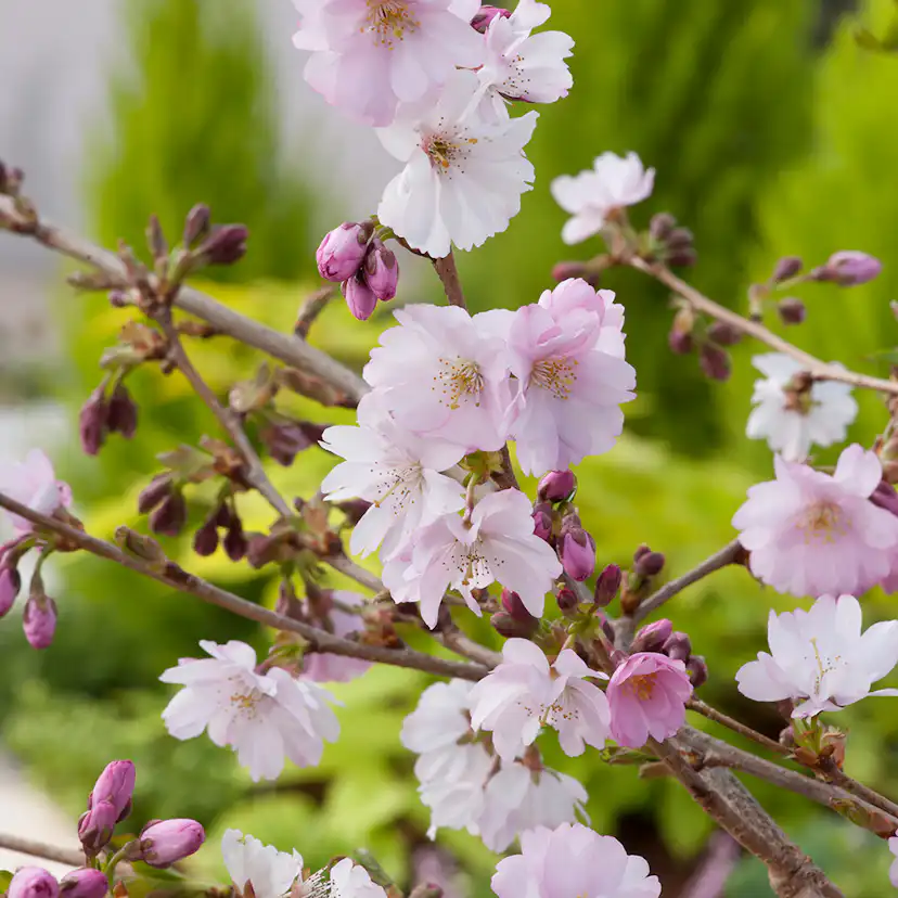 Prydnadskörsbär Omnia Garden Accolade, Rosa Blomning, 100-120 cm