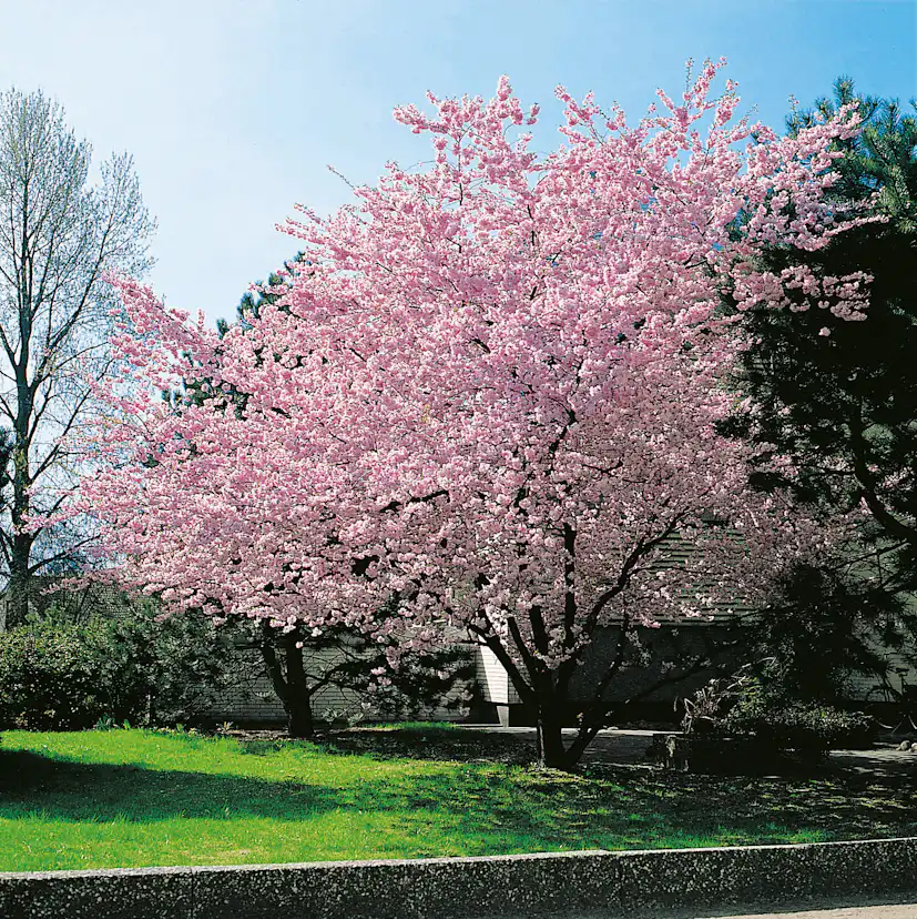 Prydnadskörsbär Omnia Garden Accolade, Rosa Blomning, 100-120 cm