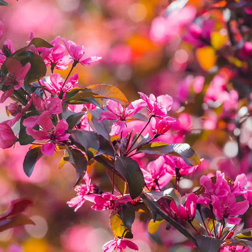 Prydnadsträd Purpurapel (Royalty) Omnia Garden 80-90 cm