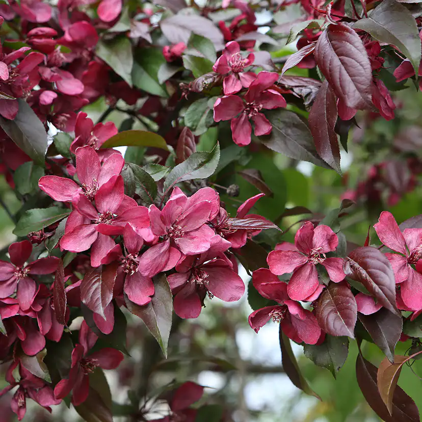 Prydnadsträd Purpurapel (Royalty) Omnia Garden 80-90 cm